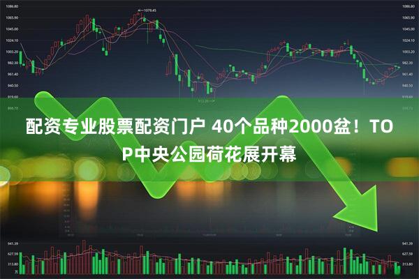 配资专业股票配资门户 40个品种2000盆！TOP中央公园荷花展开幕